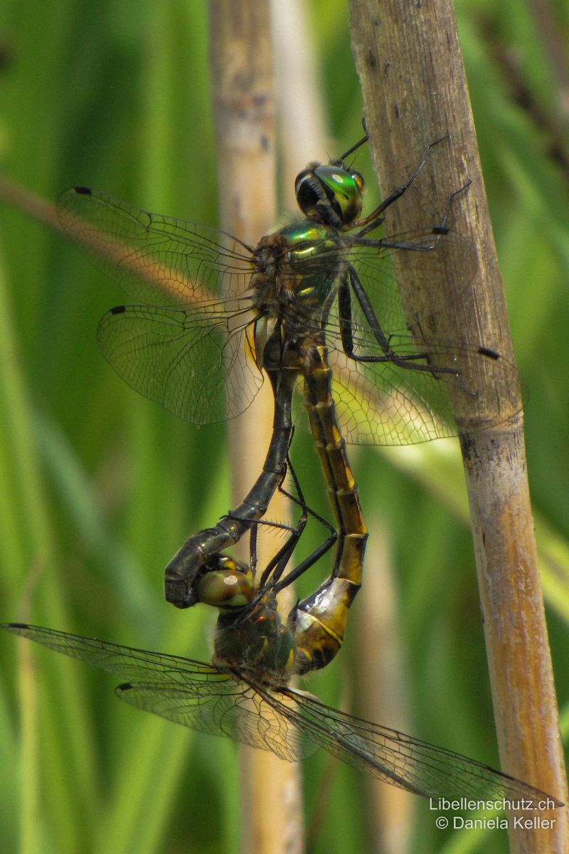 Gefleckte Smaragdlibelle (Somatochlora flavomaculata), Paarungsrad.