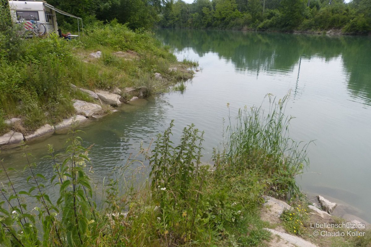 Aare bei Aarau AG. Die Aare ist hier begradigt und fliesst träge. An der Mündung eines Zuflusses sind Steine und krautiger Bewuchs vorhanden. Libellenlarven nutzen solche Stellen zum Schlupf. Hier wurden Exuvien der Gemeinen Keiljungfer (G. vulgatissimus) und der Zweigestreiften Quelljungfer (C. boltonii) gefunden.