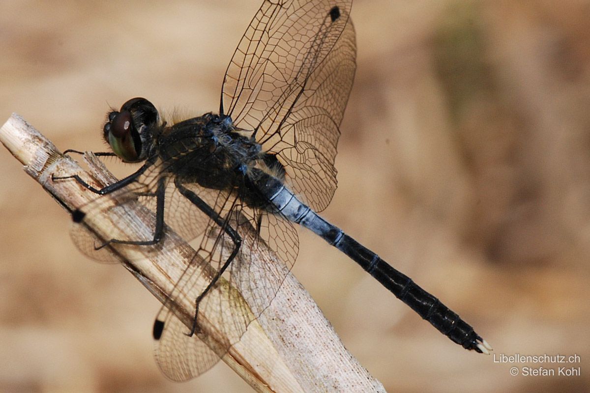 Östliche Moosjungfer (Leucorrhinia albifrons), Männchen. Junges Exemplar mit rötlichen Augen. Insgesamt die düsterste aller Moosjungfern. Hinterleibsanhänge weiss. Kann darum leicht mit Orthetrum albistylum oder Leucorrhinia caudalis verwechselt werden.