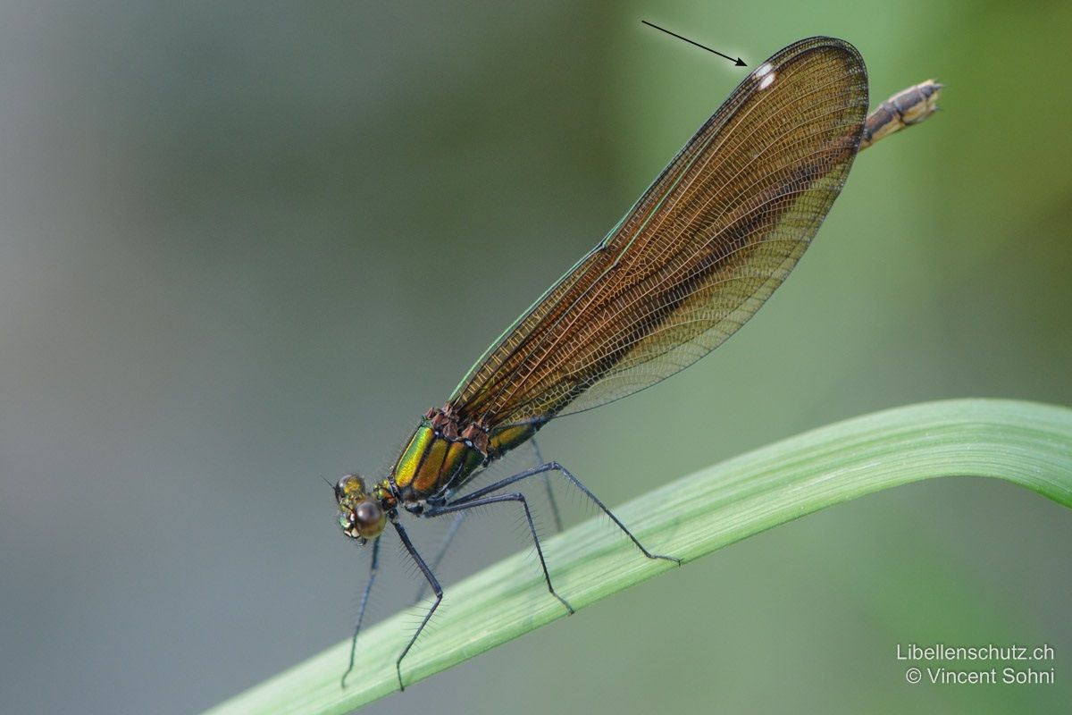 Blauflügel-Prachtlibelle (Calopteryx virgo), Weibchen. Körper metallisch grün bis bräunlich. Die Flügel der Weibchen sind breiter als bei Calopteryx splendens und dunkler, eher braun als grün. Das weisse Pseudopterostigma liegt weiter von der Flügelspitze entfernt als bei Calopteryx splendens.