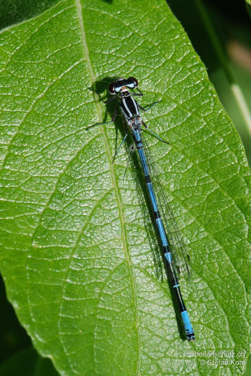 Hufeisen-Azurjungfer (Coenagrion puella), Männchen. Schwarze "U"-Zeichnung (Hufeisen) auf S2. Frische Männchen weisen einen hellen Thorax auf.