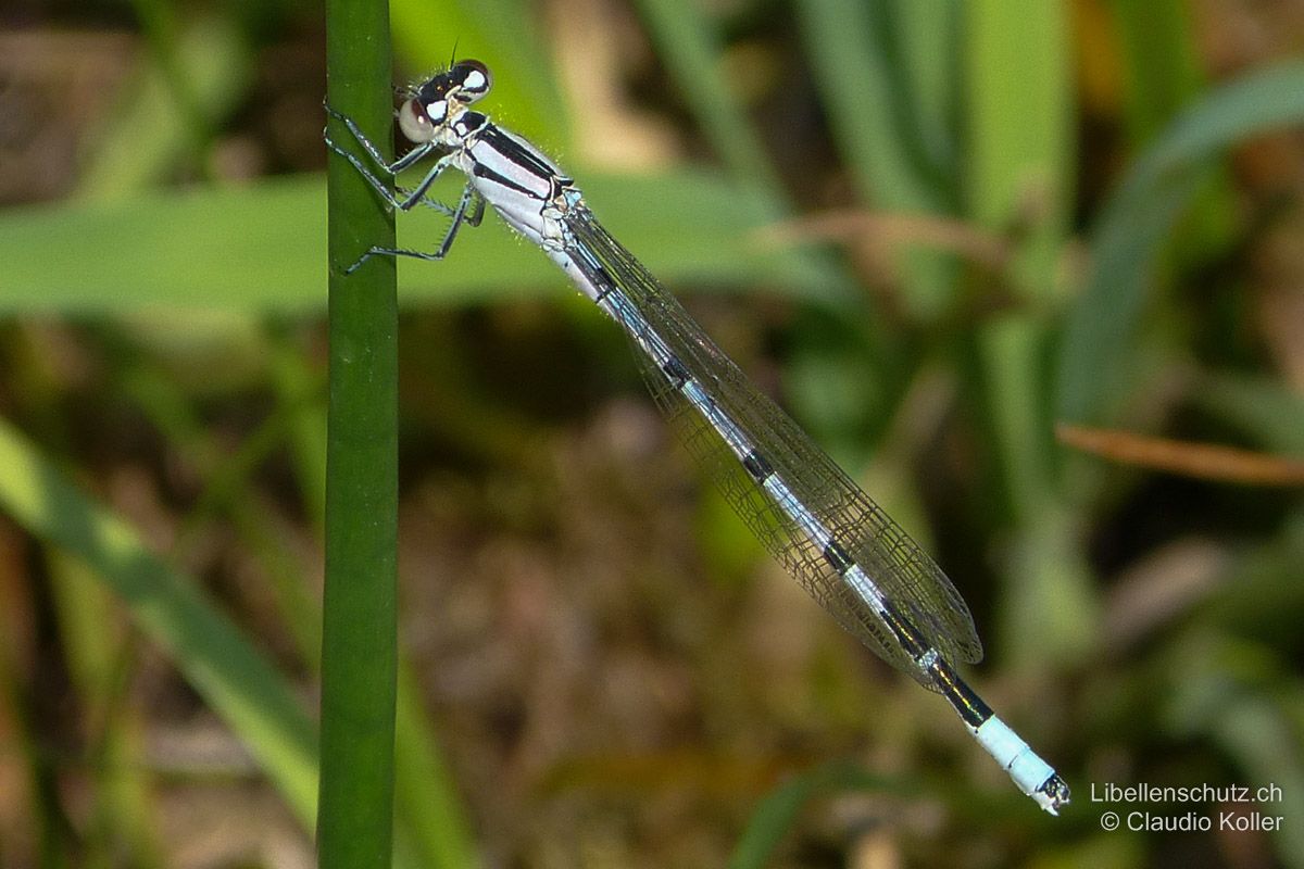 Gemeine Becherjungfer (Enallagma cyathigerum), Jungtier. Junges Männchen mit weisslicher bis lila Grundfarbe, arttypisches Zeichnungsmuster bereits ausgeprägt.