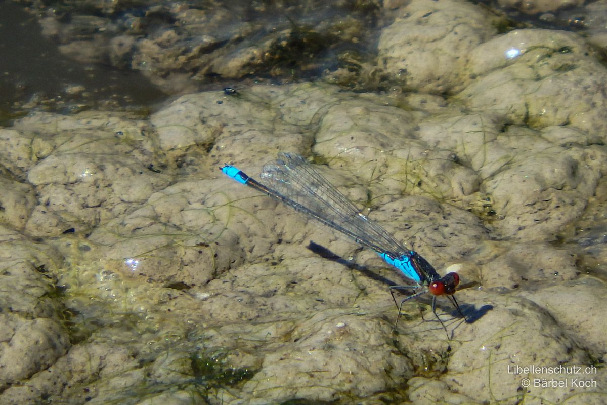 Kleines Granatauge (Erythromma viridulum), Männchen. Auch von oben her betrachtet ist die Blaufärbung auf S8 gut sichtbar.