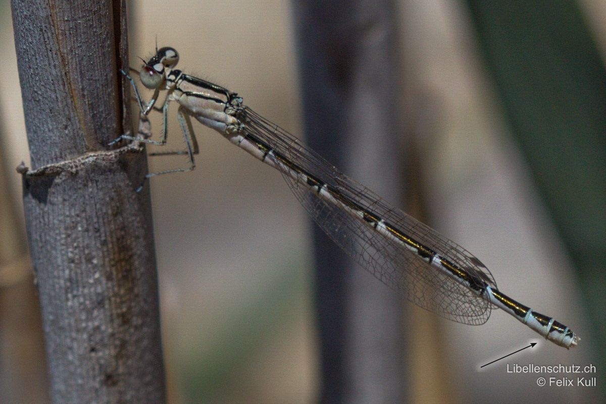 Gemeine Becherjungfer (Enallagma cyathigerum), Jungtier. Junges Weibchen, ebenfalls weisslich bis lila gefärbt. Ventraler Dorn an S8 (hier nur wenig sichtbar).