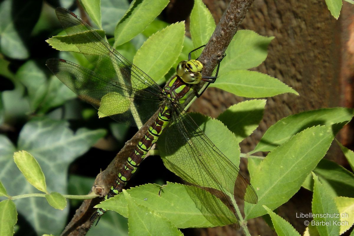 Blaugrüne Mosaikjungfer (Aeshna cyanea), Weibchen. Auch beim Weibchen sind die grossen ovalen Antehumeralstreifen typisch.