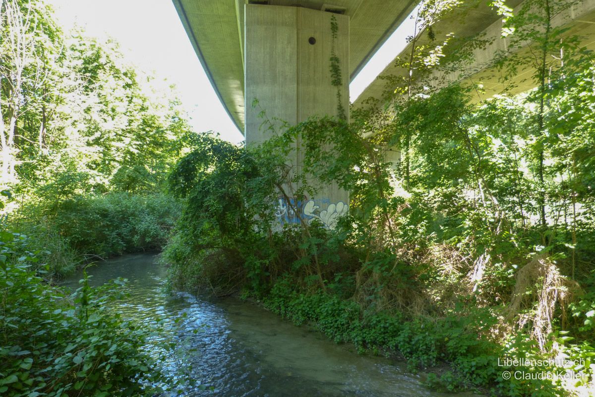 Fliessgewässer bei Schinznach AG. Dieses Gewässer fliesst unter einer Autobahnbrücke durch und wird von dieser fast dauerhaft beschattet. Die seitlich stehenden Gehölze geben zusätzlich Schatten, was den Gewässerabschnitt für Libellen ungeeignet macht.