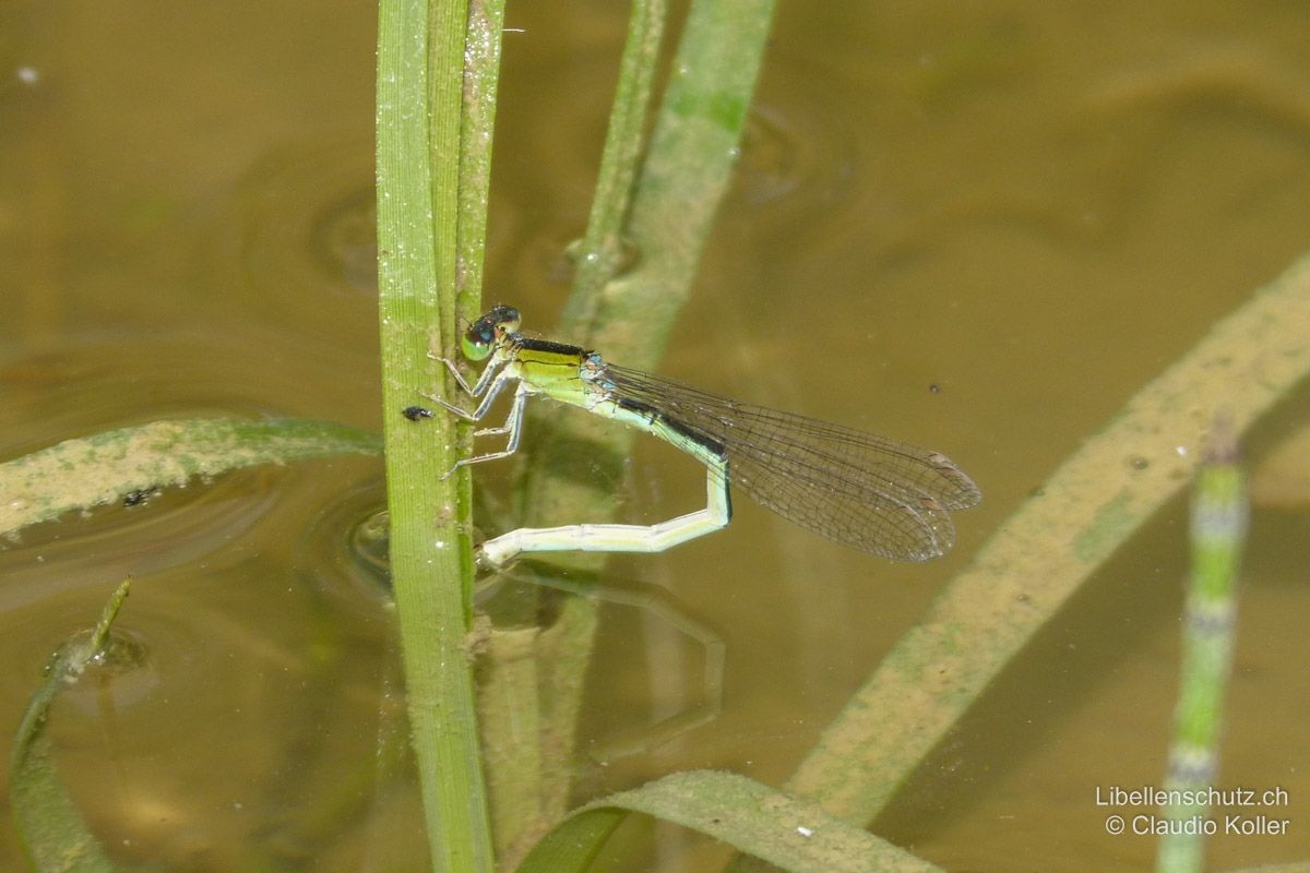 Kleine Pechlibelle (Ischnura pumilio), Eiablage. Das Weibchen legt die Eier immer ohne Männchen ab.