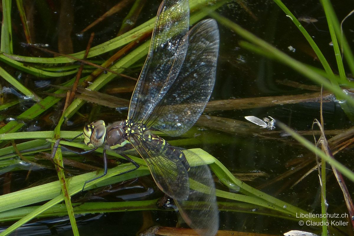 Torf-Mosaikjungfer (Aeshna juncea), Weibchen bei der Eiablage. Das Weibchen verrät sich bei der Eiablage oft durch lautes Flügelgeräusch.