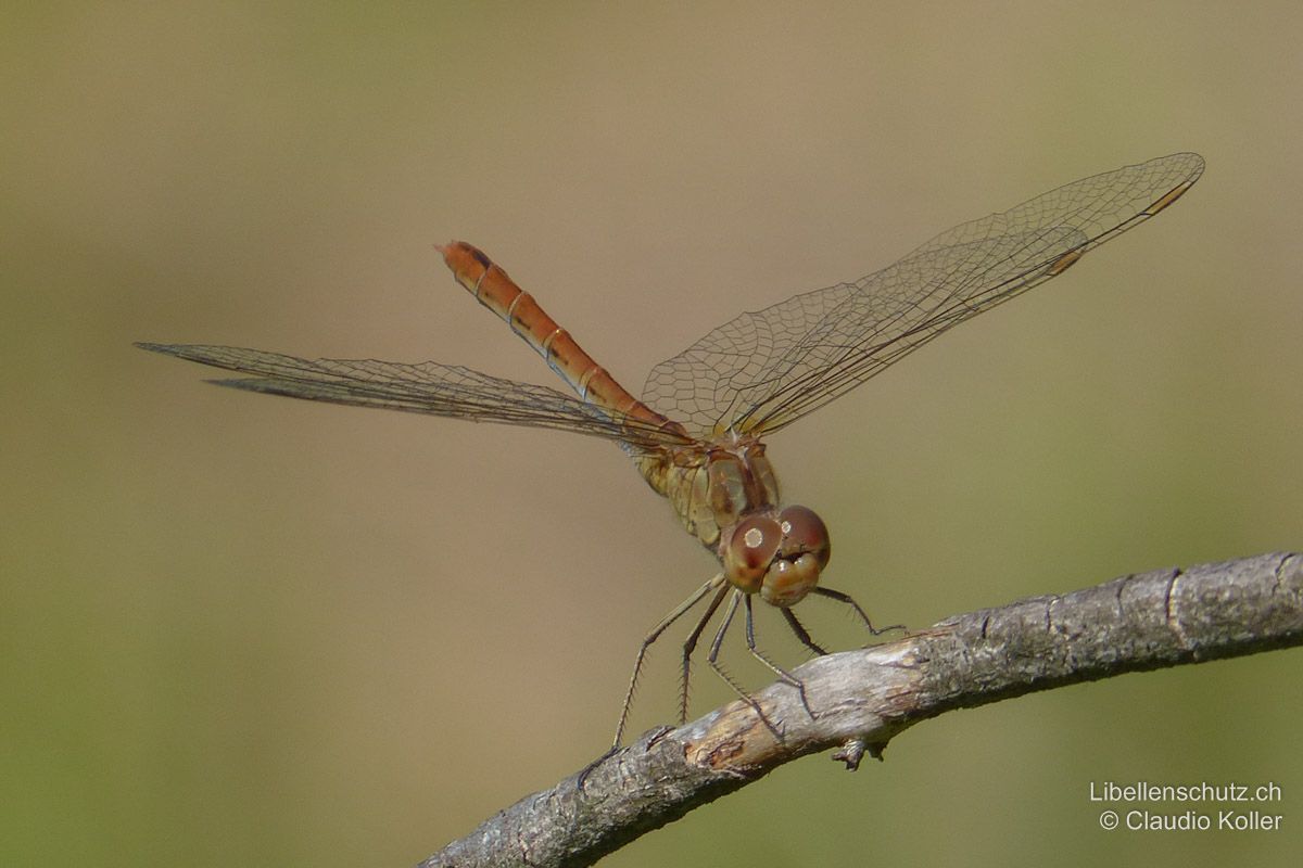 Südliche Heidelibelle (Sympetrum meridionale), Weibchen. Die Legeklappe ist anliegend und darum kaum sichtbar.