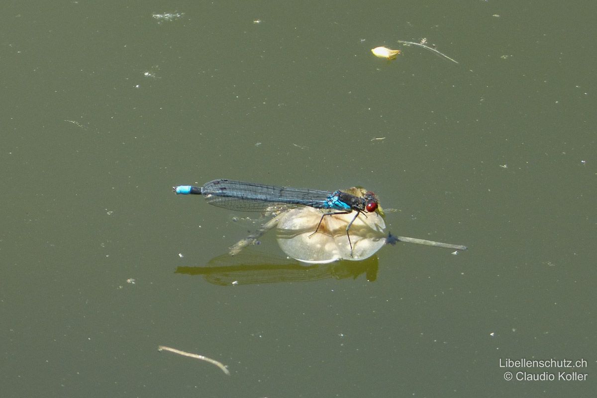 Grosses Granatauge (Erythromma najas), Männchen. Granataugen sitzen häufig weit vom Ufer entfernt auf schwimmendem Pflanzenmaterial. Die roten Augen und das seitlich gerade abgegrenzte Schlusslicht sind meist auch aus Distanz noch zu sehen.