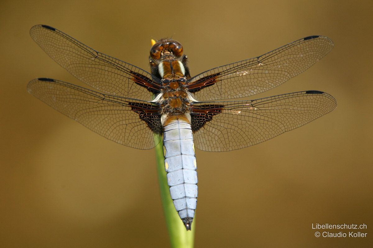 Plattbauch (Libellula depressa), Männchen. Die Art ist allein schon wegen ihrem ausserordentlich breiten und abgeflachten Abdomen unverkennbar. Dieses ausgefärbte Männchen zeigt zudem typische Merkmale wie die kastanienbraunen Augen, deutlich weisse Antehumeralstreifen und dunkle Dreiecke an den Hinterflügelbasen, sowie dunkle Balken an den Vorderflügelbasen. Das Abdomen des Männchens ist blau, oft mit gelben Seitenflecken.