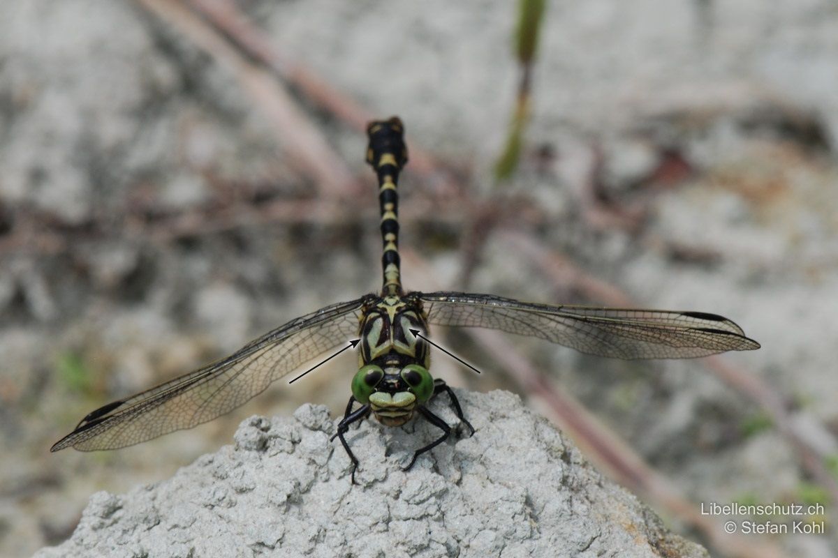 Kleine Zangenlibelle (Onychogomphus forcipatus forcipatus), Männchen. Zwischen den Augen zwei gelbe Streifen. Thoraxoberseite mit zwei schwarz umrundeten gelben Flecken (erscheint wie augenartige Zeichnung), äussere schwarze Linie leicht eingeschnürt.