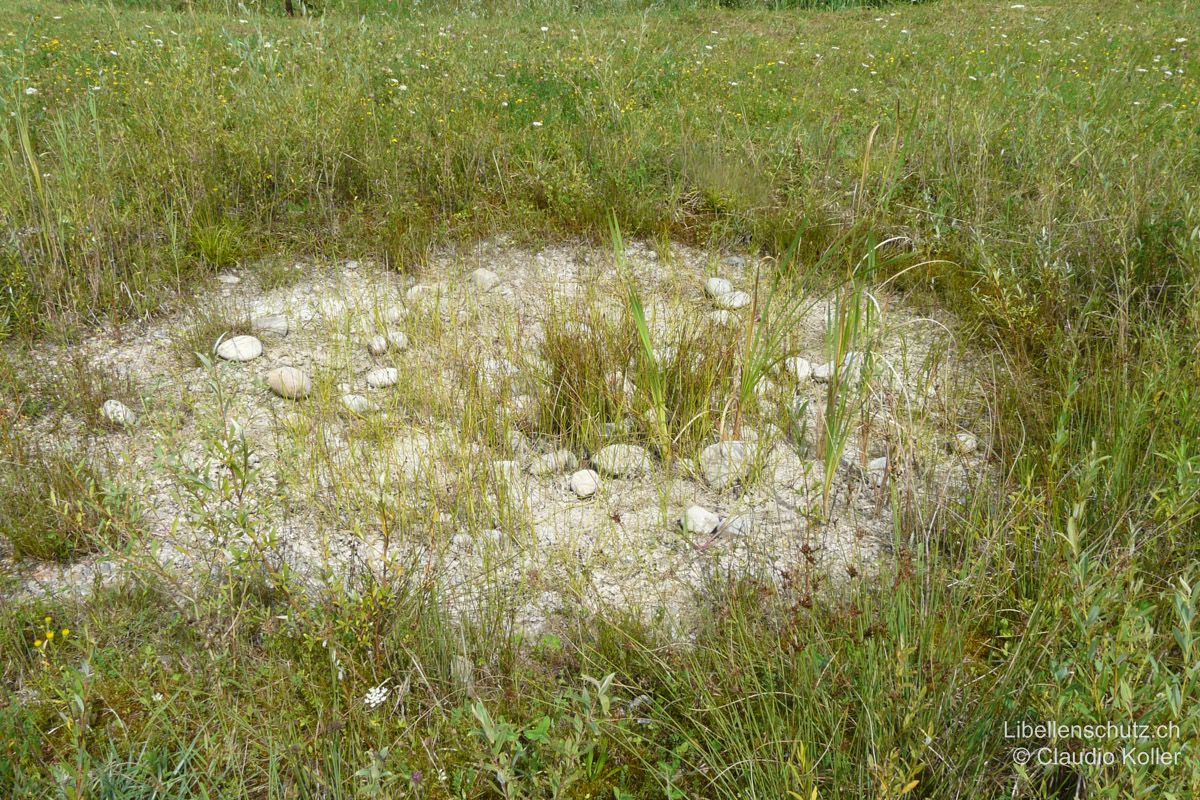 Tümpel bei Dättnau ZH. Solche kleine Tümpel können in kurzer Zeit auch vollständig austrocknen. Viele Libellenlarven gehen dabei ein, am ehesten überleben Plattbauchlarven (L. depressa).