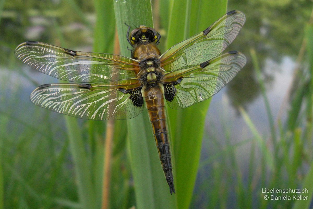 Vierfleck (Libellula quadrimaculata), Jungtier. Bereits kurz nach dem Schlupf bei diesem frisch geschlüpften Männchen die arttypischen Merkmale zu sehen.