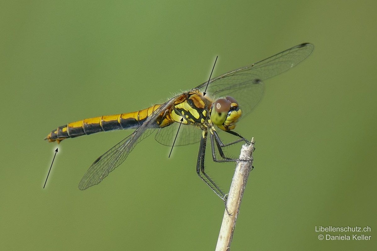 Schwarze Heidelibelle (Sympetrum danae), Weibchen. Thorax gelb, oberseits mit schwarzem Dreieck, seitlich mit typischer Zeichnung (drei gelbe Punkte in schwarzem Band). Die Legeklappe steht deutlich ab.