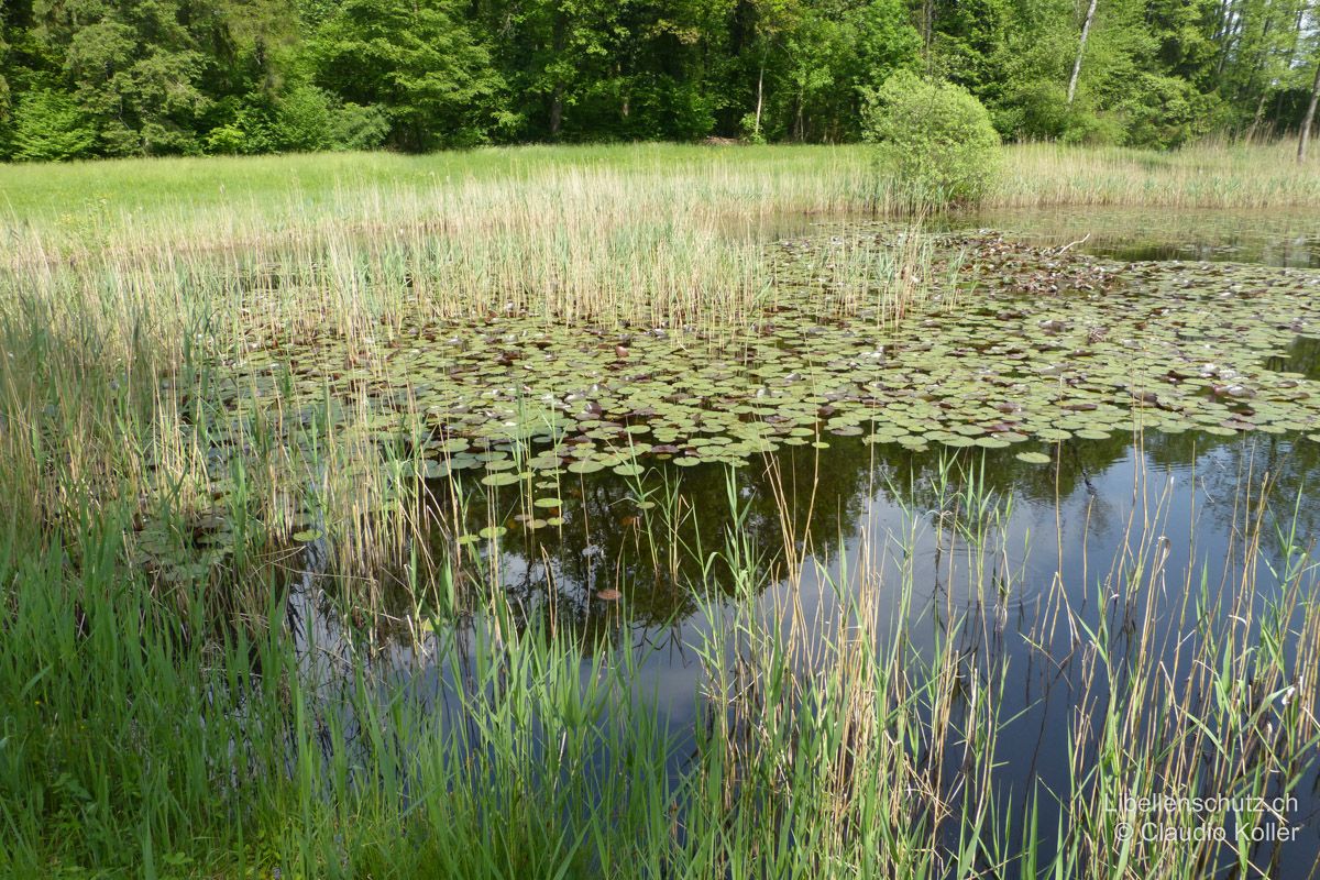 Weiher in einer Waldlichtung im Unteren Reusstal AG. Eine gut ausgebildete Schwimmblattvegetation, strukturreiche Ufer und auch der nahe Waldrand bieten Lebensraum für eine Vielzahl von Libellenarten.