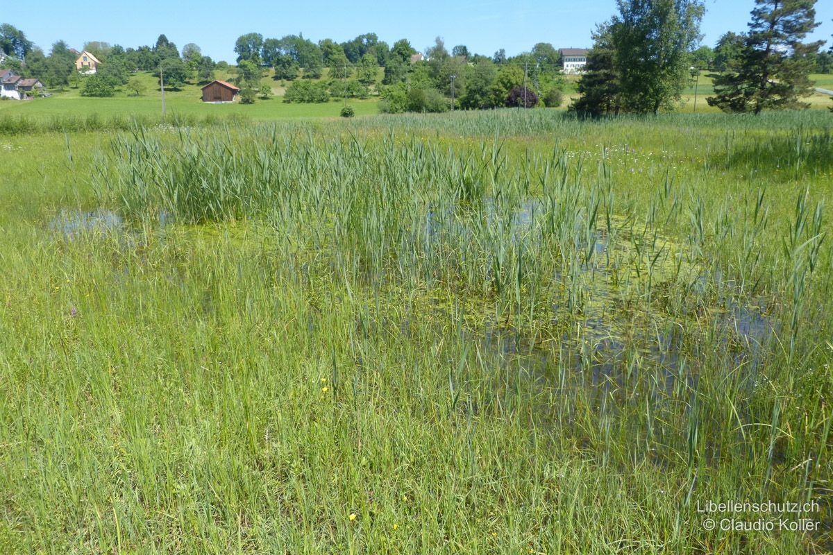 Tümpel im Ried oberhalb von Kempraten ZH. An diesem Gewässer entwickelt sich die Gemeine Binsenjungfer (L. sponsa).