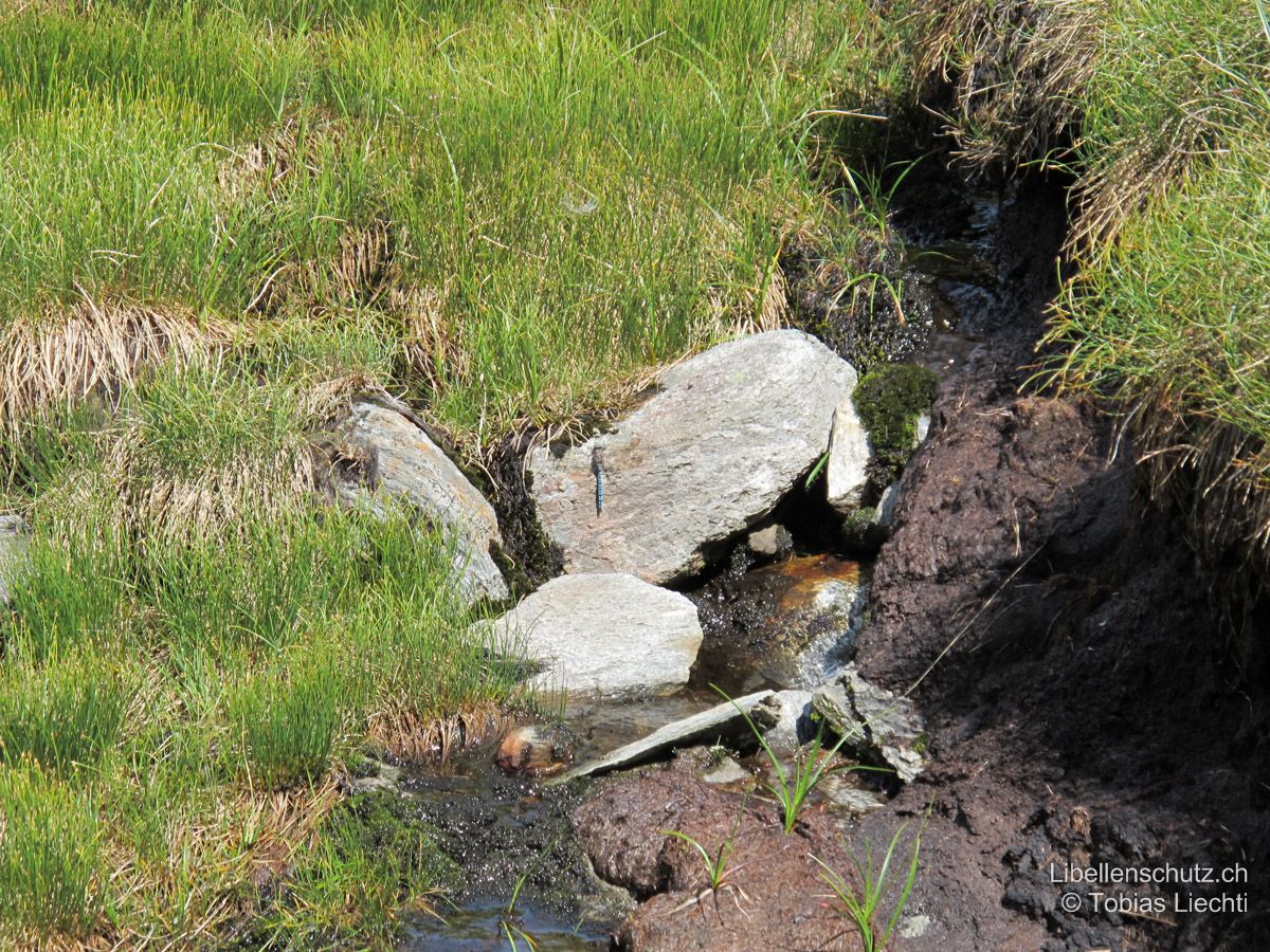 Alpen-Mosaikjungfer (Aeshna caerulea), Männchen aus Distanz. Typischerweise werden vor allem helle Steine als Sitzwarte benutzt.