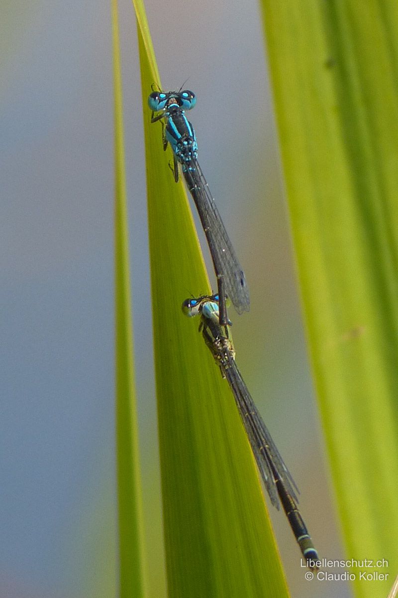 Grosse Pechlibelle (Ischnura elegans), Tandem. Schlusslicht beim Weibchen sehr undeutlich, aber immer noch sichtbar.