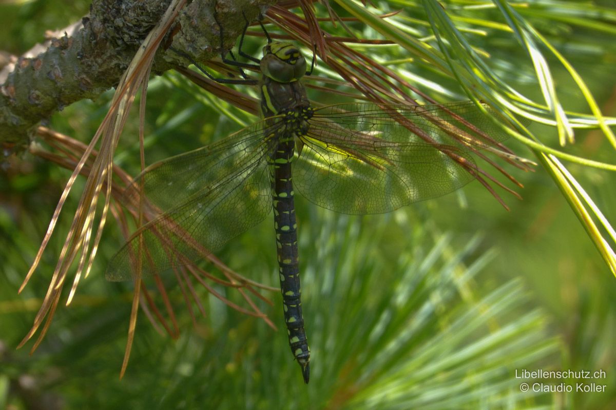 Torf-Mosaikjungfer (Aeshna juncea), Weibchen. Im Alter dunkelt die Braunfärbung und die Flecken können wie hier grünlich oder auch bläulich erscheinen