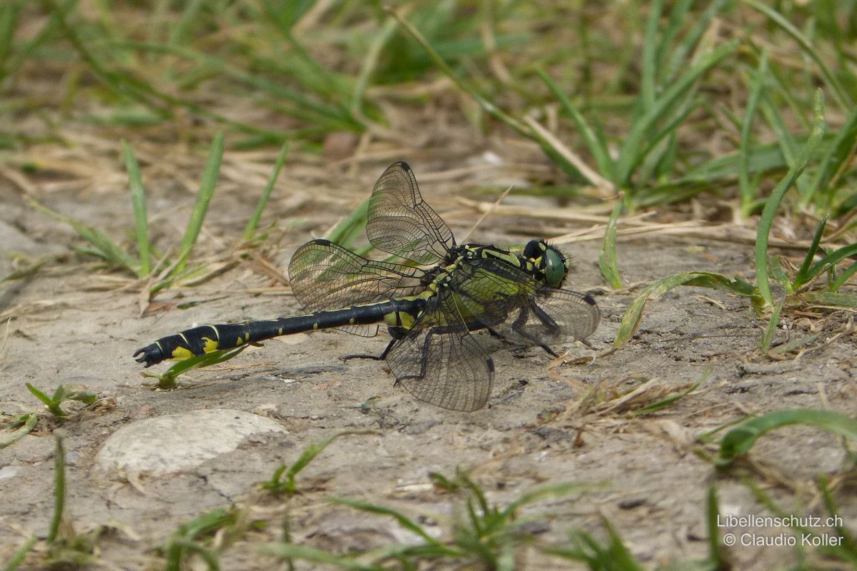 Gemeine Keiljungfer (Gomphus vulgatissimus), Männchen. Mittelgrosse Flussjungfer von insgesamt eher dunklem Erscheinungsbild.