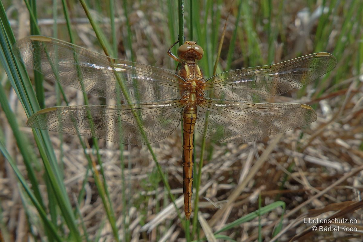 Kleiner Blaupfeil (Orthetrum coerulescens), Jungtier. Dieses frisch geschlüpfte Männchen zeigt die selben Merkmale wie ein Weibchen. Die Antehumeralstreifen und der weisse Strich zwischen den Flügelbasen sind besonders deutlich.