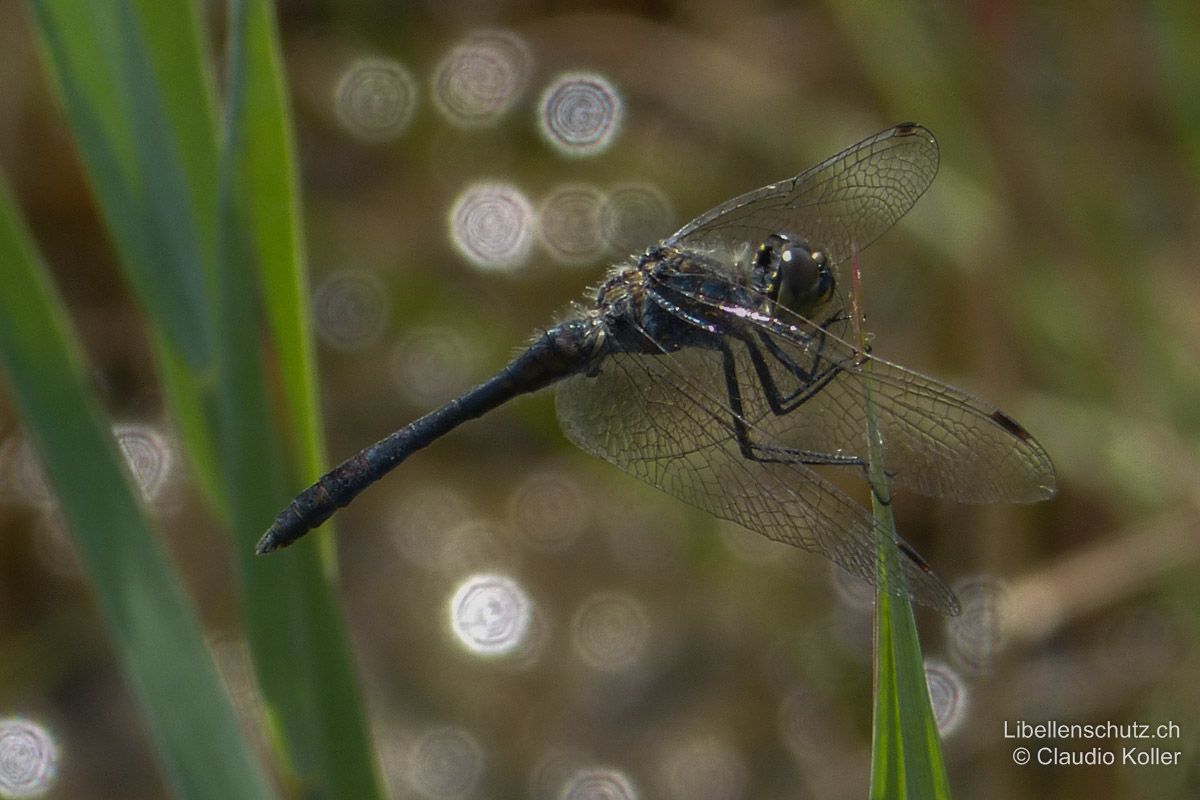 Schwarze Heidelibelle (Sympetrum danae), Männchen. Ausgereifte Männchen sind praktisch komplett schwarz. Auch Beine und Pterostigmen sind schwarz.