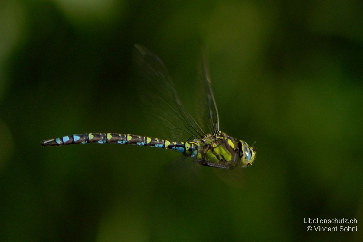 Blaugrüne Mosaikjungfer (Aeshna cyanea), Männchen im Flug. Abdomen schwarz, mit grünen und blauen Mosaikflecken. Wirkt von der Seite her betrachtet vorwiegend blau. Thoraxseiten grün mit zwei breiten schwarzen Schrägstreifen, der vordere davon nicht durchgehend.