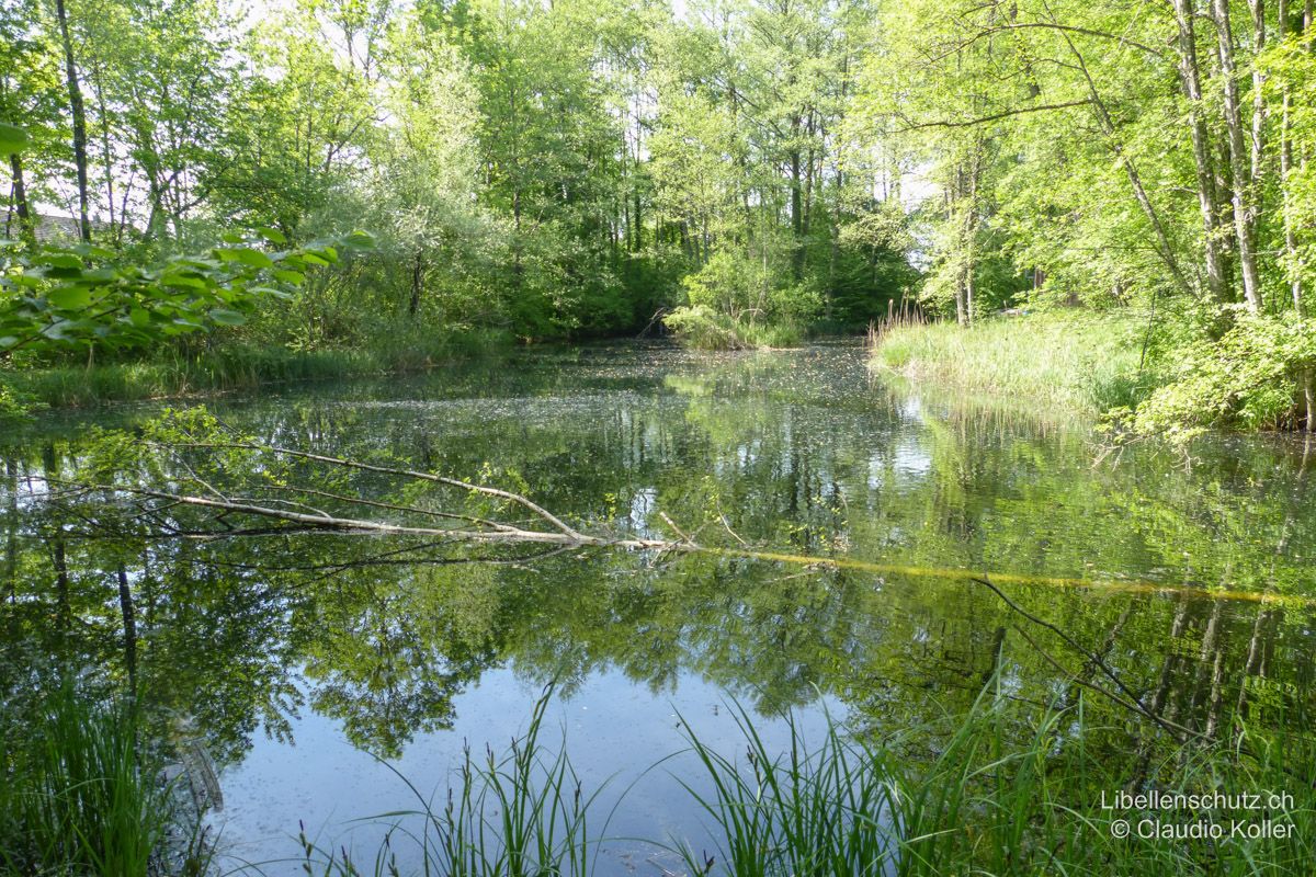 Schattiger Altarm im Auenwald bei Rickenbach AG. An solchen kühleren, von Bäumen umstandenen und beschatteten Gewässern kommen eher Arten mit nördlichem Verbreitungsschwerpunkt wie die Braune Mosaikjungfer (A. grandis) oder die Glänzende Smaragdlibelle (S. metallica) vor.