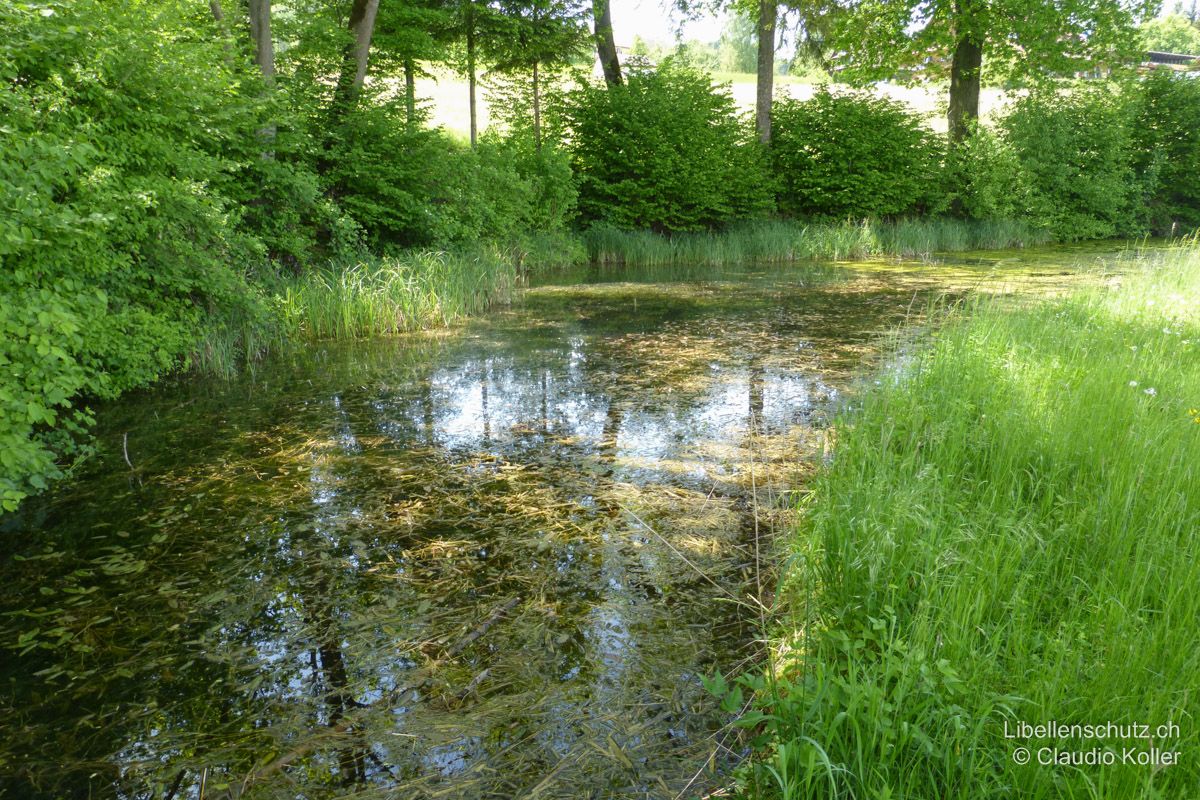 Weiher im oberen Reusstal AG. Dieser relativ kleine und einseitig beschattete Weiher im Kulturland beherbergt vorwiegend wenig spezialisierte Arten wie die Frühe Adonislibelle (P. nymphula).