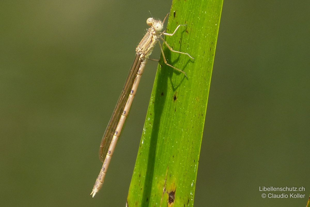 Gemeine Winterlibelle (Sympecma fusca), Jungtier. Auch dieses frisch geschlüpfte und noch farblose Tier kann auf Grund der versetzten Pterostigmen und der typischen Flügelhaltung als Winterlibelle bestimmt werden.