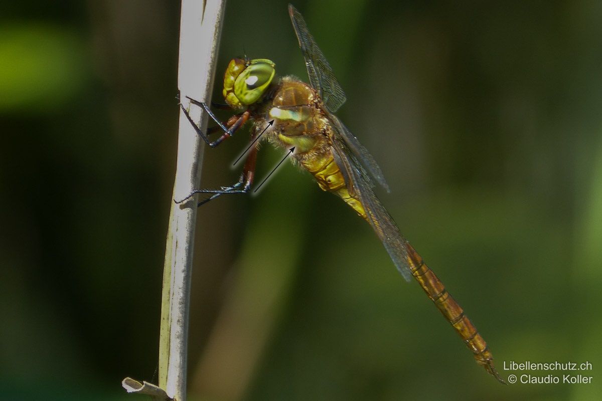 Keilflecklibelle (Isoaeschna isoceles), Männchen. Thoraxseiten mit zwei schrägen gelben Bändern.