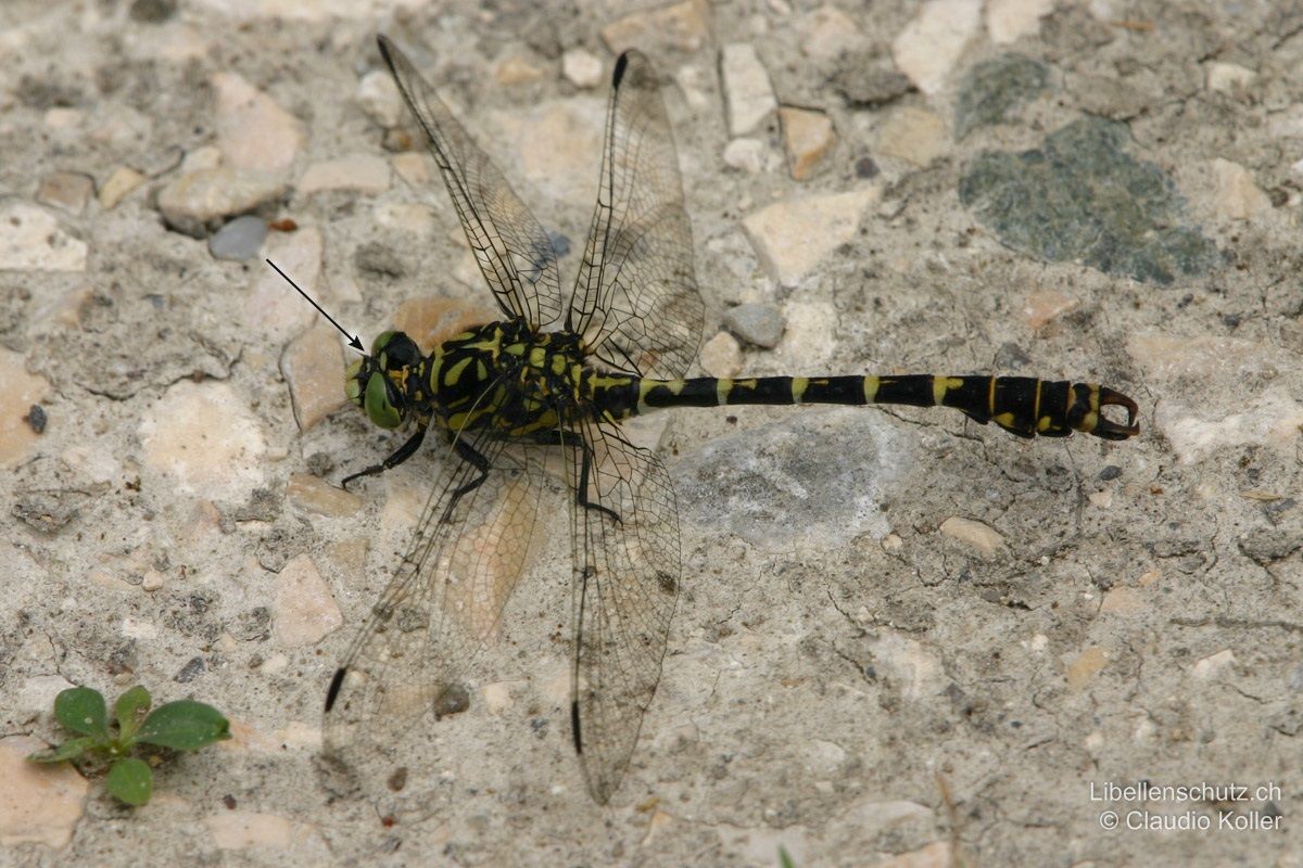 Kleine Zangenlibelle (Onychogomphus forcipatus forcipatus), Männchen. Die Männchen setzten sich zum Aufwärmen gerne auf Kieswege. In der Schweiz sind die Augen bei Onychogomphus forcipatus forcipatus grün. Zwischen den Augen verlaufen zwei gelbe Streifen.