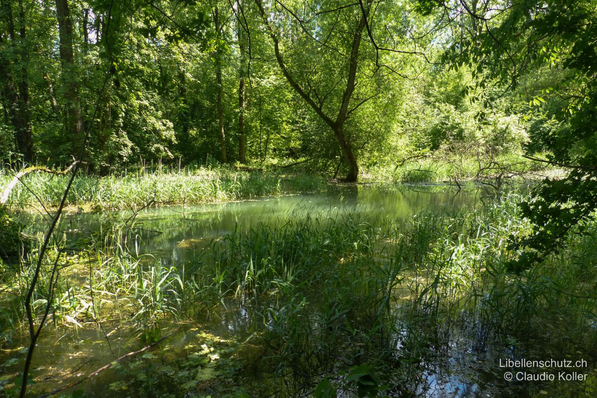 Überschwemmter Auenwald an der Aare bei Brugg AG. Auen sind periodisch überschwemmte Flächen im Einzugsgebiet eines Flusses. Auch sie gehören zum Lebensraum Fluss , beherbergen aber meistens Arten der Stillgewässer. In diesem Lebensraum sind Arten wie der Frühe Schilfjäger (B. pratense) oder die Glänzende Smaragdlibelle (S. metallica) zu erwarten.