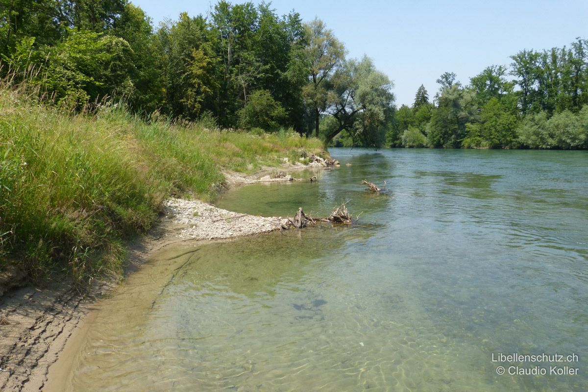 Reuss bei Ottenbach ZH. Die naturnahen, aber begradigten Ufer wurden hier leicht ausgebuchtet und mit Strukturelementen versehen. Buhnen aus natürlichem Material bremsen die Strömung zusätzlich. Steine und Totholz werden von Arten wie der Kleinen Zangenlibelle (O. forcipatus) oder der Grünen Flussjungfer (O. cecilia) als Sitzwarte genutzt. Unter Wasser entstehen hier sedimentreiche Stellen, wo sich Larven entwickeln können.