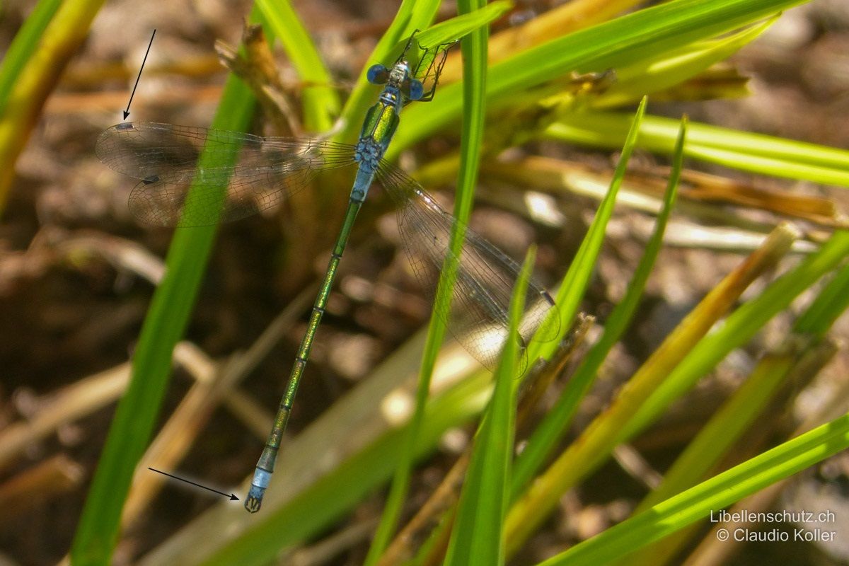 Gemeine Binsenjungfer (Lestes sponsa), Männchen. Hinterkopf und Pterostigmen dunkel. Letztere können einen angedeuteten weissen Rand aufweisen. Untere Hinterleibsanhänge auffällig lang.