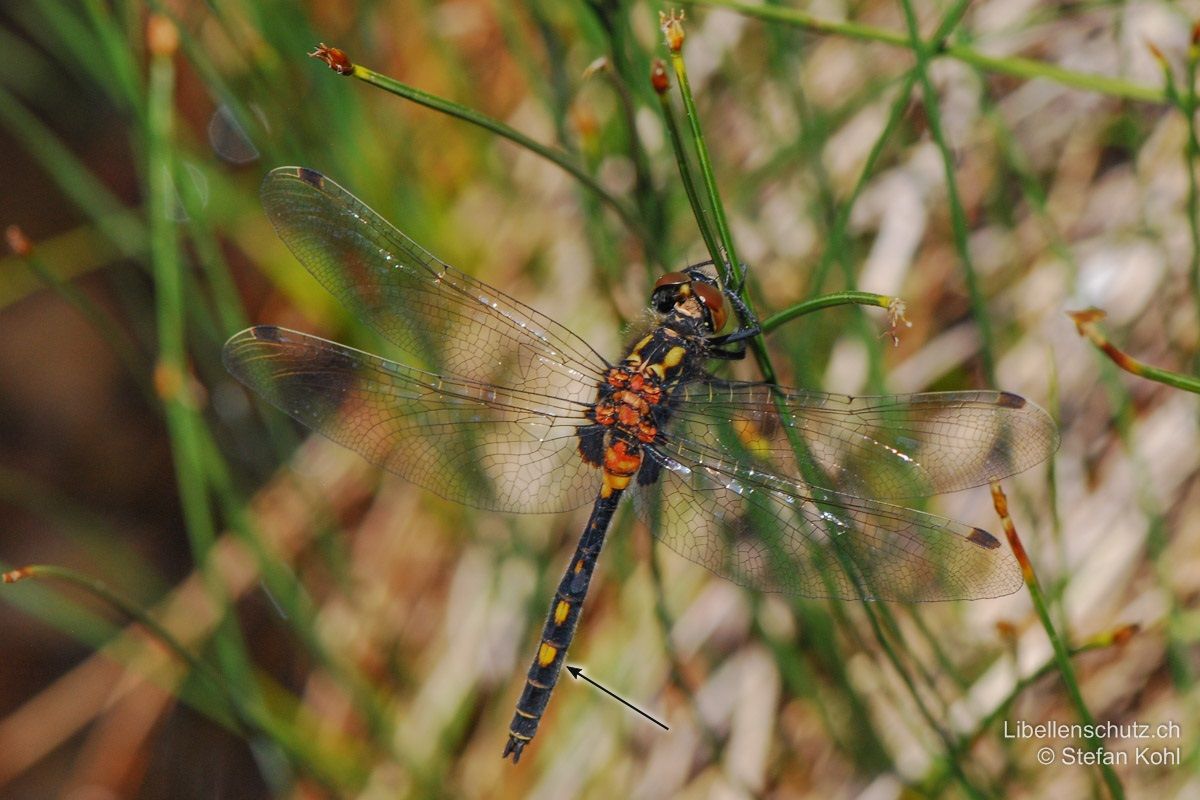 Kleine Moosjungfer (Leucorrhinia dubia), Männchen. Junges Männchen in Umfärbung. Die Augen sind noch rötlich, die Flecken am Körper färben von gelb über orange zu rot um. Fleck auf S7 klein (etwa halb so lang wie das Segment).