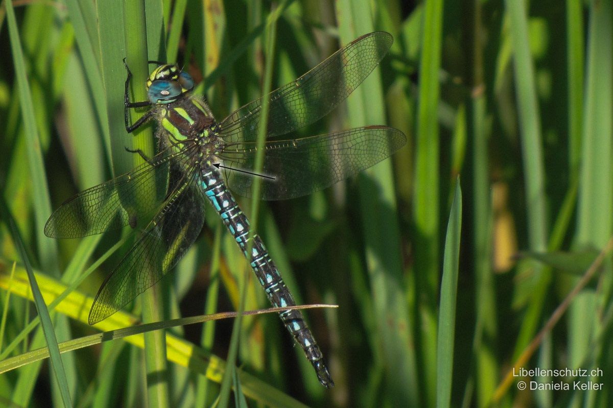 Früher Schilfjäger (Brachytron pratense), Männchen. In der Mitte von S1 ist ein arttypischer kleiner Fleck zu sehen.