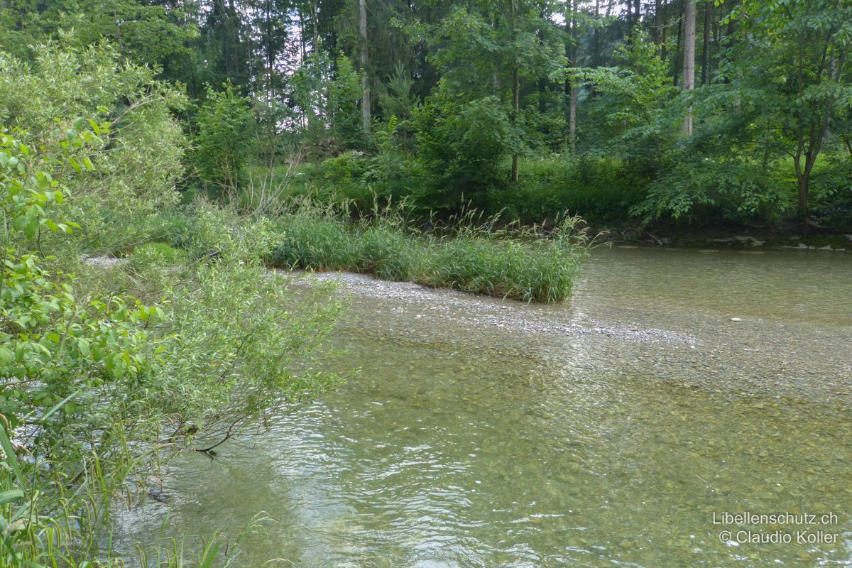 Töss bei Wila ZH. Ziemlich kühler und schnell fliessender Fluss. Er Braucht im Frühjahr lange, bis eine gewisse Wassertemperatur erreicht ist und trocknet manchmal stellenweise aus. Als Lebensraum für Libellen kaum geeignet.