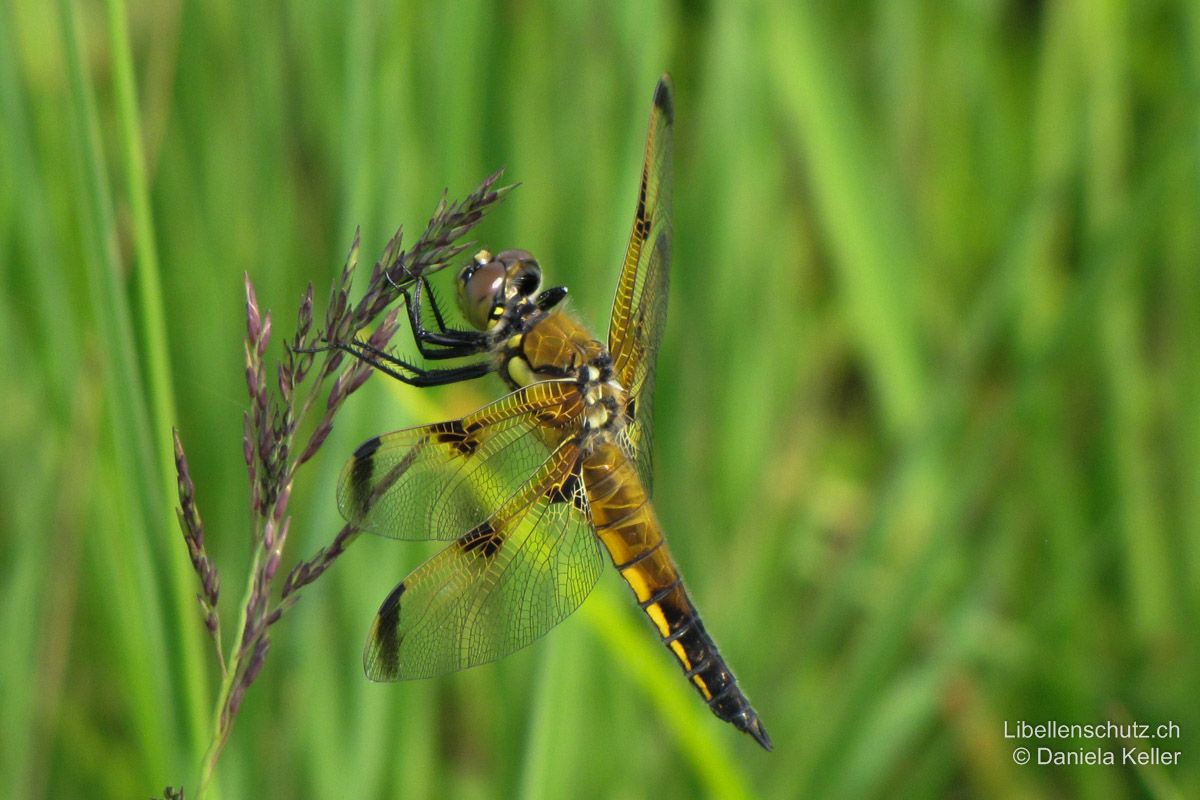 Vierfleck (Libellula quadrimaculata), Weibchen. Form praenubila: Mit grossen Nodalflecken und braunen Bändern hinter den Flügelmalen.