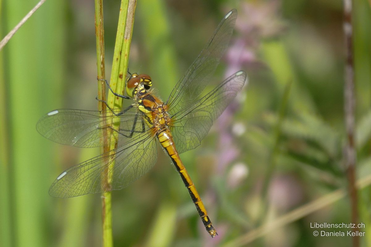 Schwarze Heidelibelle (Sympetrum danae), Jungtier. Frisch geschlüpftes Weibchen, die Pterostigmen sind noch weiss.