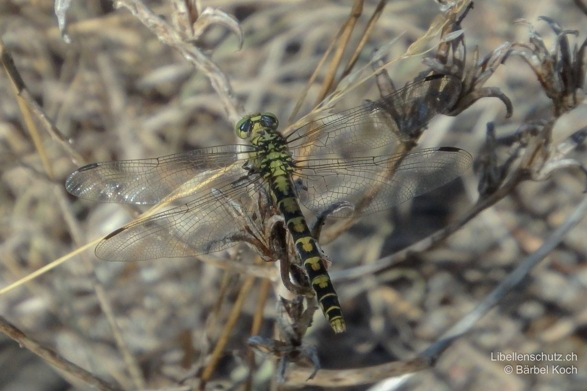 Kleine Zangenlibelle (Onychogomphus forcipatus forcipatus), Weibchen. Abdomen etwas dicker als bei Männchen, Oberseite mit grösseren gelben Dreiecken. Hintere Segmente nicht deutlich verbreitert.