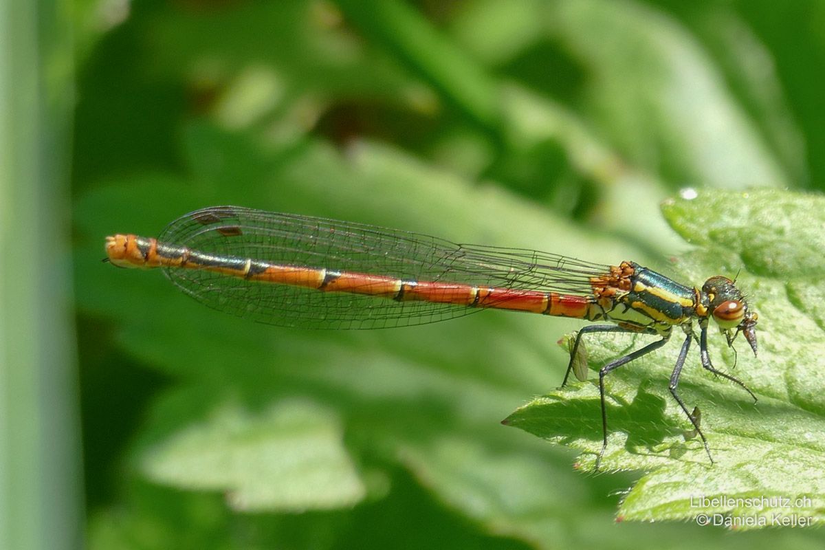 Frühe Adonislibelle (Pyrrhosoma nymphula), Weibchen. Forma typica. Jüngeres Tier mit blass orangeroter Färbung. Abdomen dicker und schwärzer als bei Männchen.