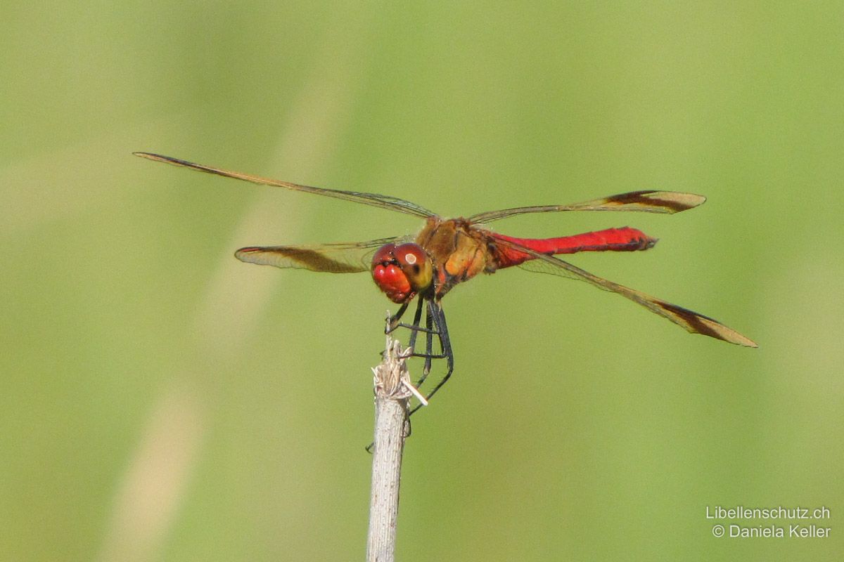 Gebänderte Heidelibelle (Sympetrum pedemontanum), Männchen. Beine schwarz. Gesicht rot. Die braunen Flügelbinden sind aus praktisch jeder Perspektive gut zu sehen.