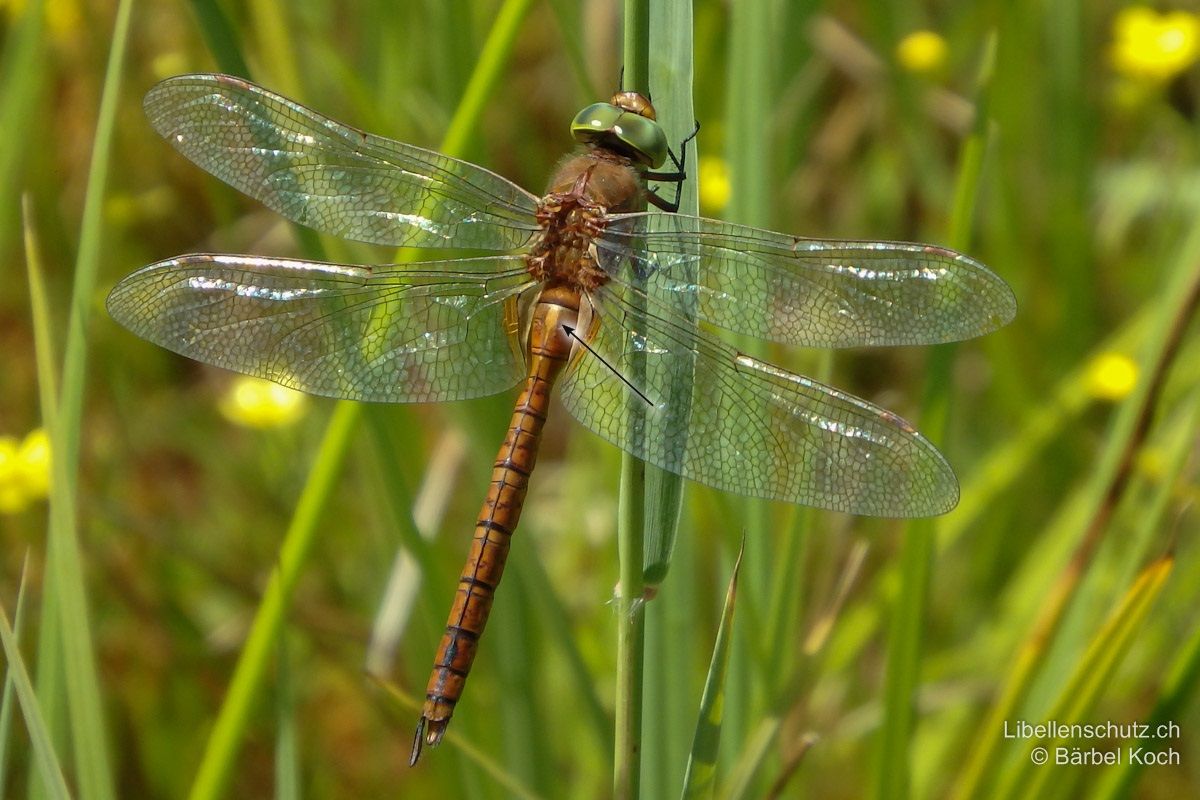 Keilflecklibelle (Isoaeschna isoceles), Männchen. Bei älteren Exemplaren kann der gelbe Keil auf S2 verblassen.