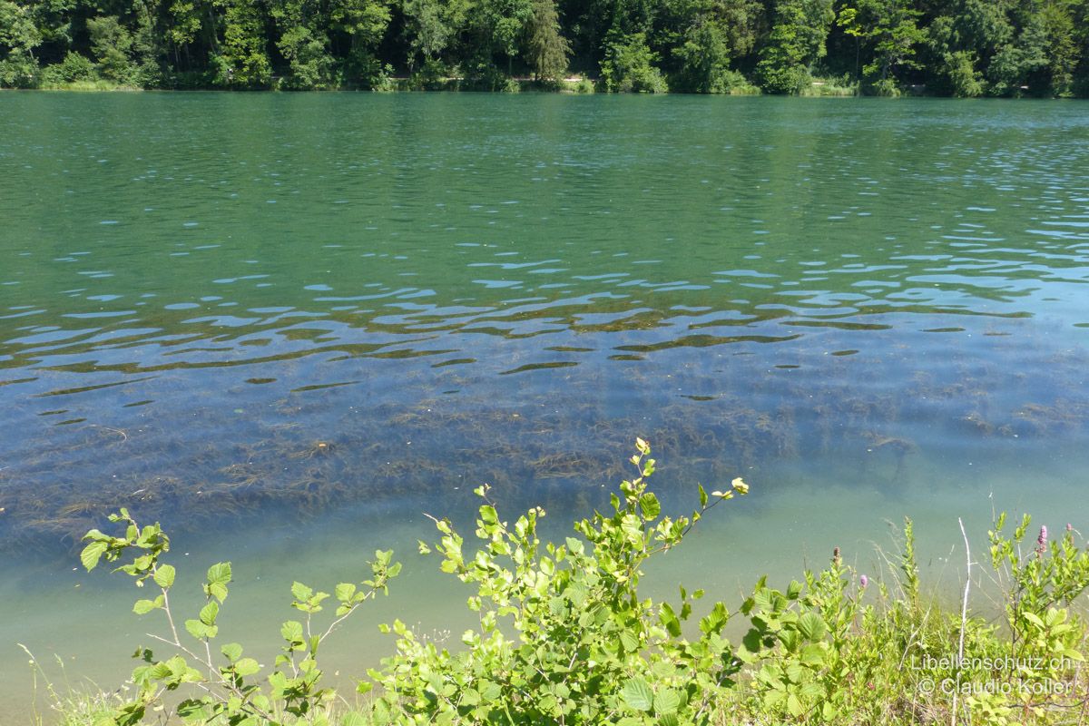 Aare bei Rupperswil AG. Die meisten Strecken der Aare sind begradigt. Das Wasser fliesst hier langsam und stetig, Bereiche  mit flutenden Wasserpflanzen werden von der Pokaljungfer (E. lindenii) zur Eiablage genutzt.