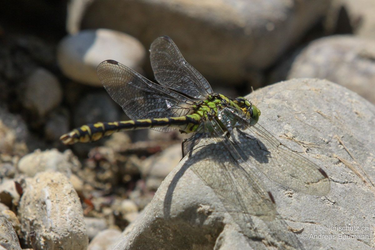 Grüne Flussjungfer (Ophiogomphus cecilia), Männchen. Auch von hinten ist die Grünfärbung des Thorax deutlich zu sehen.