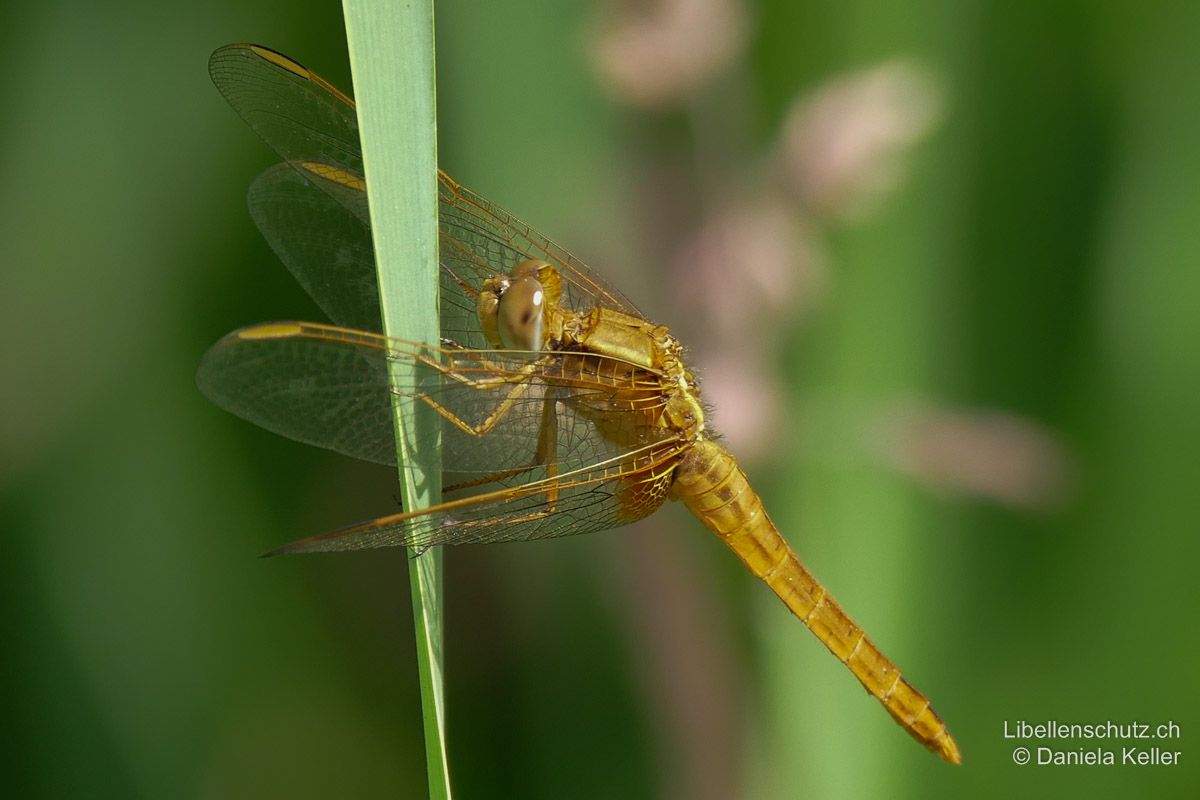 Feuerlibelle (Crocothemis erythraea), Jungtier. Junge Männchen sind wie Weibchen gefärbt. Die typischen Artmerkmale sind bereits gut sichtbar: Abdomen abgeflacht, Hinterflügelbasen safrangelb. Die Augen sind noch hellbraun.